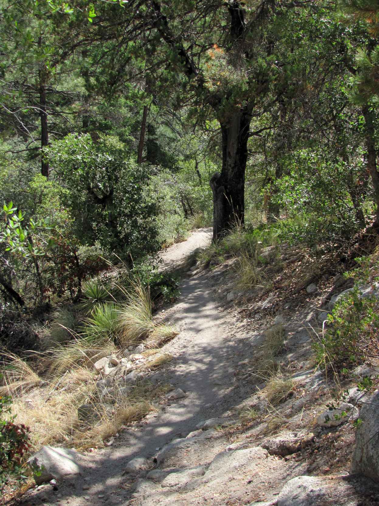 Trails on the eastern slopes of the Santa Catalina Mountains